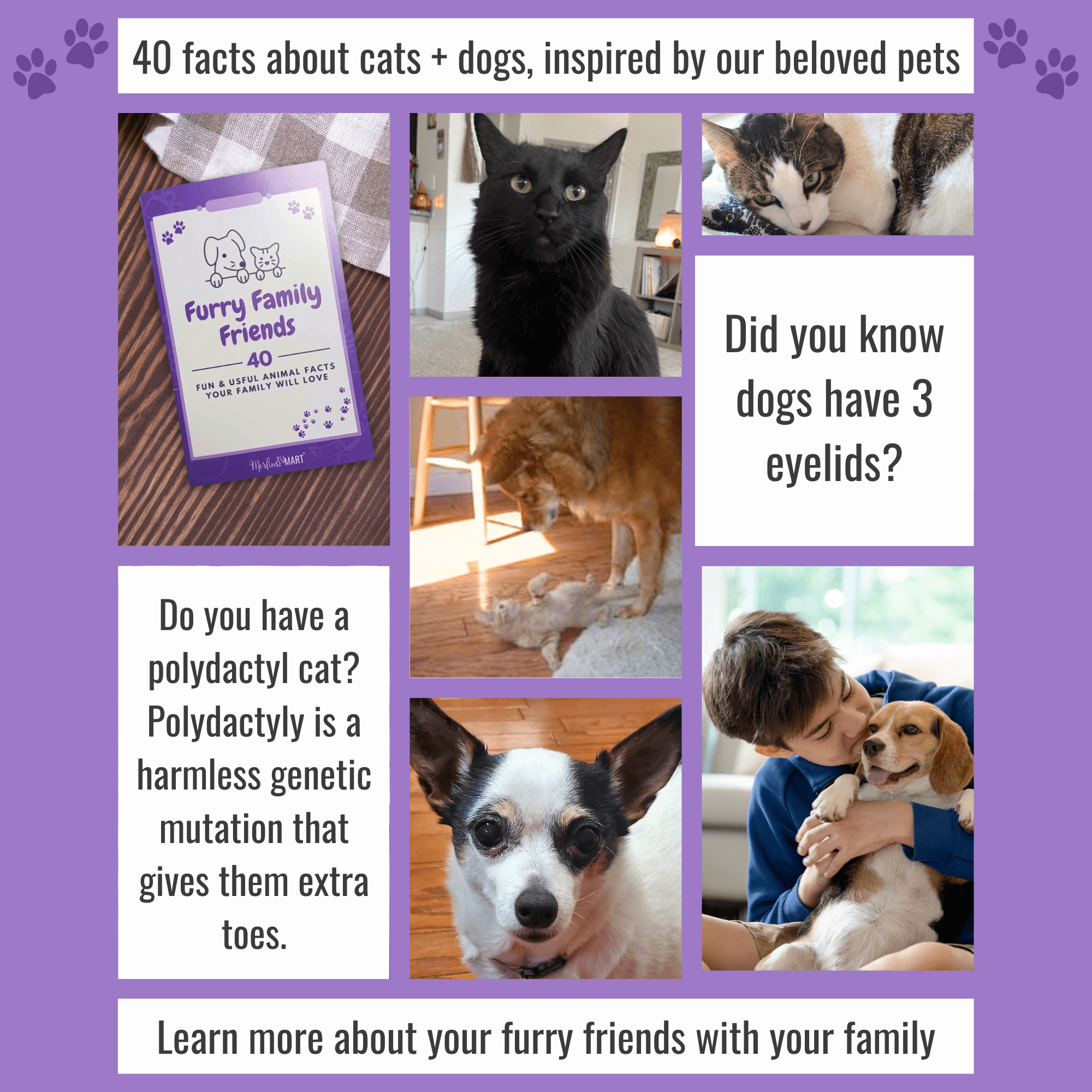 Meow Mix Irresistibles Soft Cat Treats 2 Flavor 4 Pouch Variety Pack (2 Each): Salmon - White Meat Chicken + MerlinsMart Zine - Catnip Toy